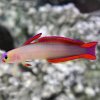 Goby purple fire fish 800x800