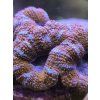 acanth orange blue