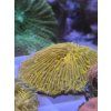 fungia 1