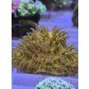 fung orange1