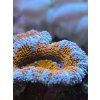 acanth blue