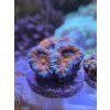 acan orang blue