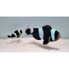 amphiprion polymnus pair wm