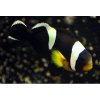 black saddleback clown 800x