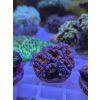 Acan4
