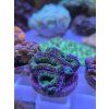 Acan3