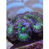 acanth green
