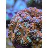acanth orange green