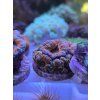 acan rainbow