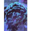 euphyllia