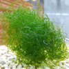 Chaetomorpha spiralis 20g