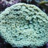 Turbinaria Peltata Large Polyps Frag Ong 2 3 cm
