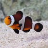 lg 91941 Caramel Clownfish 0220141 181p