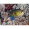 chromis lineata lined chromis