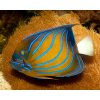 poisson ange annele pomacanthus annularis 03
