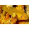 Gobiodon citrinus