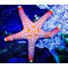 fromia indica black tip red starfish 8 cm stella marina