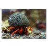 cypraea sp cowrie