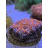 micromu