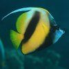 red sea bannerfish
