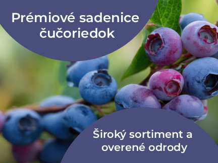 Sadenice čučoriedok