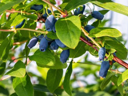 Zemolez kamčatský ´VOSTORG´ (2)