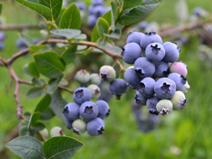 Čučoriedka kanadská ´AURORA®´ (1)