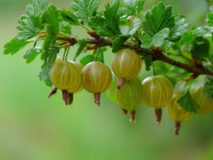 Egreš kríkový ´ HINNONMAKI GREEN´ (1)