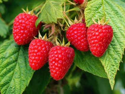 Malina červená ´HIMBO TOP®´ (1)