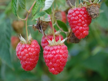 Malina červená ´GLEN DEE´ (1)