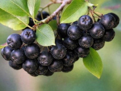 Arónia čiernoplodá ´VIKING´ (1)