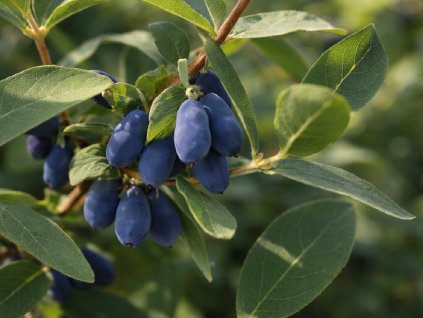 Zemolez kamčatský ´INDIGO GEM´ (1)