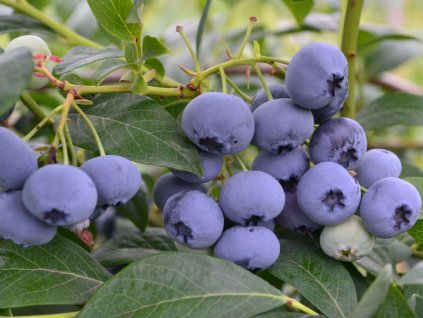 Čučoriedka kanadská ´BONUS´ (1)