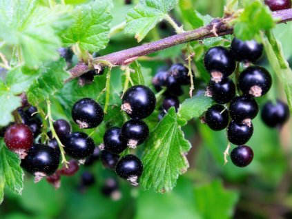 Ríbezľa čierna ´BALSGARD MARTIN´ (1)