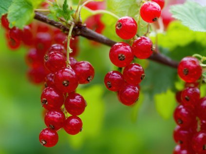 Ríbezľa červená ´JONKHEER VAN TETS´ (1)