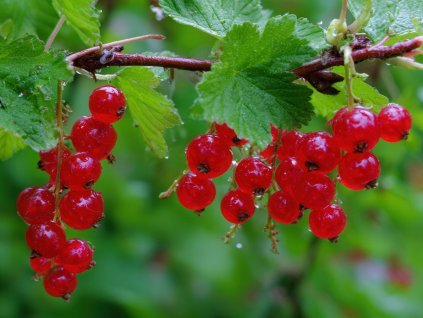 Ríbezľa červená ´LOSAN´ (1)