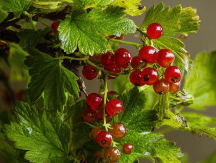 Ríbezľa červená ´ROVADA´ (1)