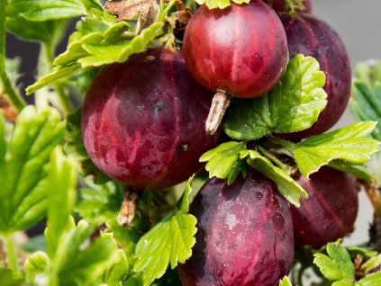 Egreš ´KAMIENIAR´ (1)