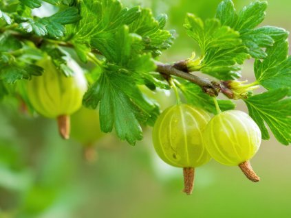 Egreš ´MUCURINES´ (1)