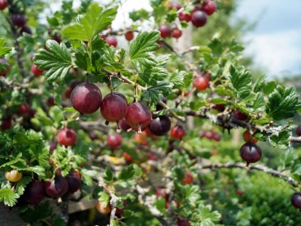 Egreš ´NIESLUCHOWSKI´ (1)