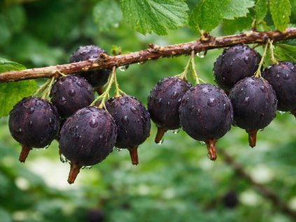 Egreš ´SIEWIERNYJ KAPITAN´ (1)