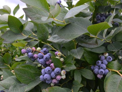 Čučoriedka kanadská ´BLUEGOLD´ (1)