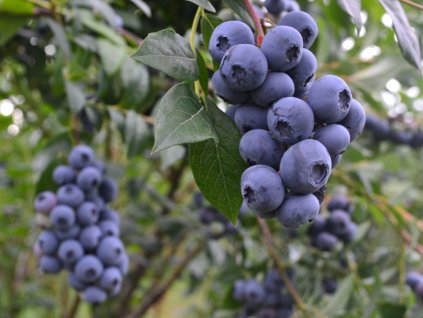 Čučoriedka kanadská ´BLUECROP´ (1)