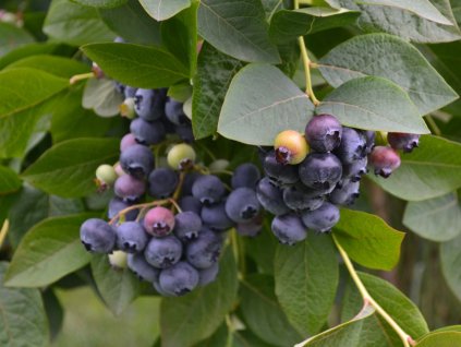 Čučoriedka kanadská ´BLUEJAY´ (1)