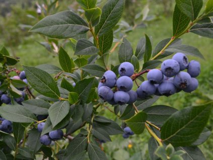 Čučoriedka kanadská ‘BRIGITTA‘ (1)