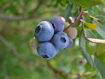 Čučoriedka kanadská ´CALYPSO®´ (1)