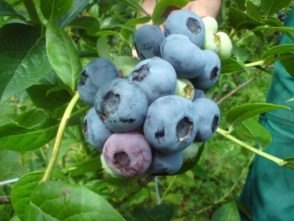 Čučoriedka kanadská ´CHANDLER´ (1)