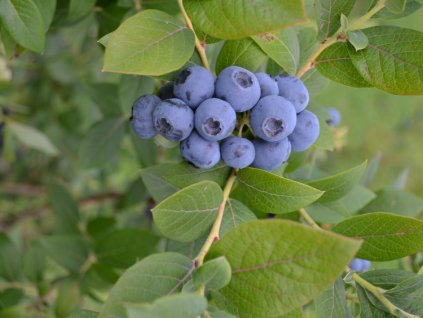 Čučoriedka kanadská ´DARROW´ (1)