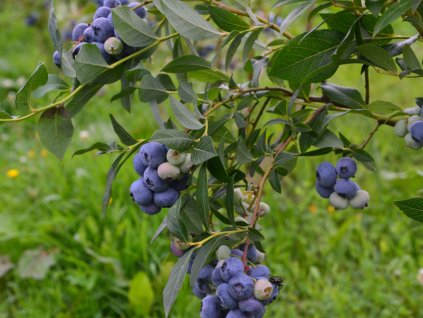 Čučoriedka kanadská ´DRAPER®´ (1)