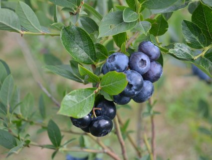Čučoriedka kanadská ´EARLIBLUE´ (1)